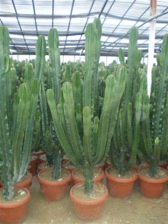 Euphorbia eritreae 45 h 210/220